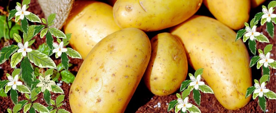 আলুর উপকারিতা – Benefits of Potatoes