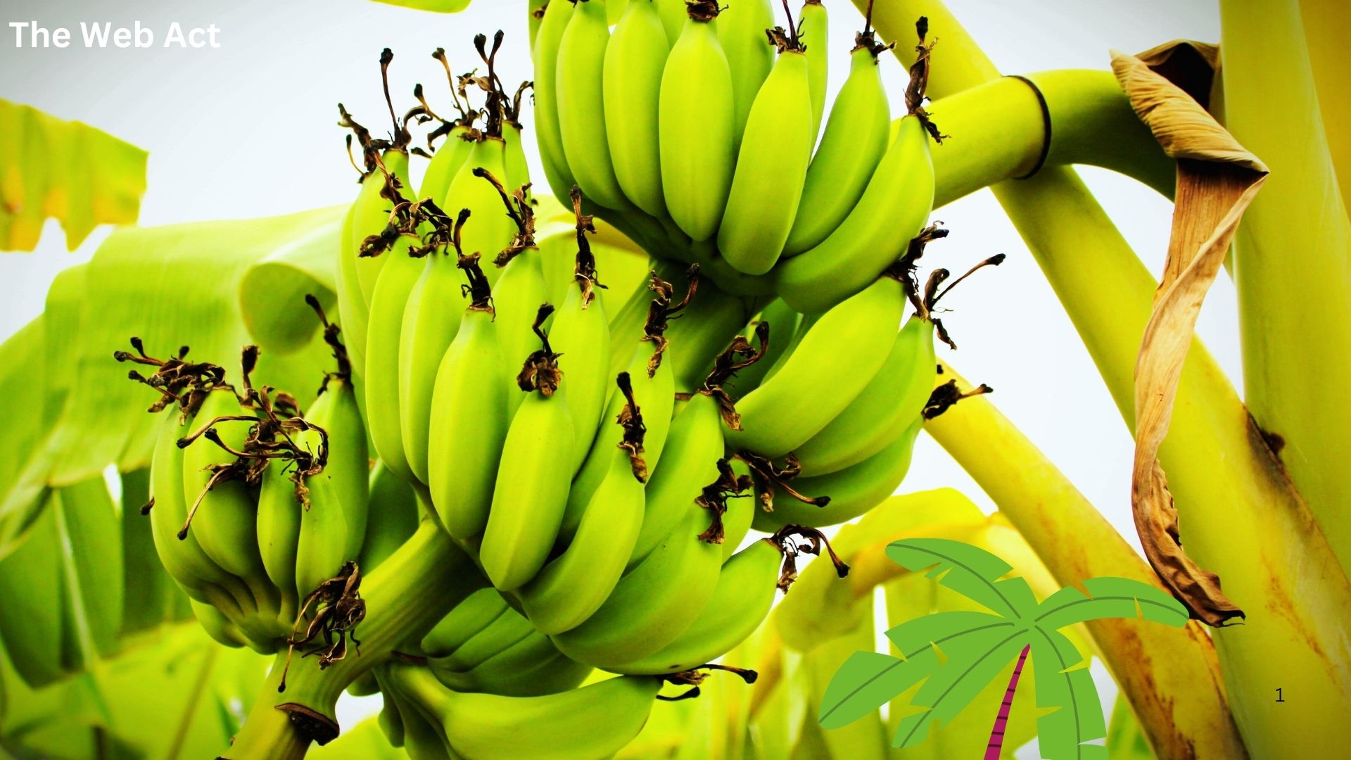 কলার উপকারিতা, Benefits of bananas, কলার মধ্যে কি কি পুষ্টি উপাদান রয়েছে